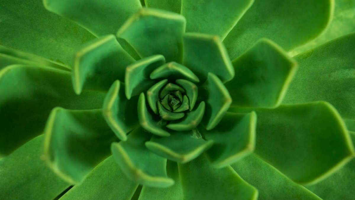 A detailed close-up of a green succulent plant with a spiral pattern.