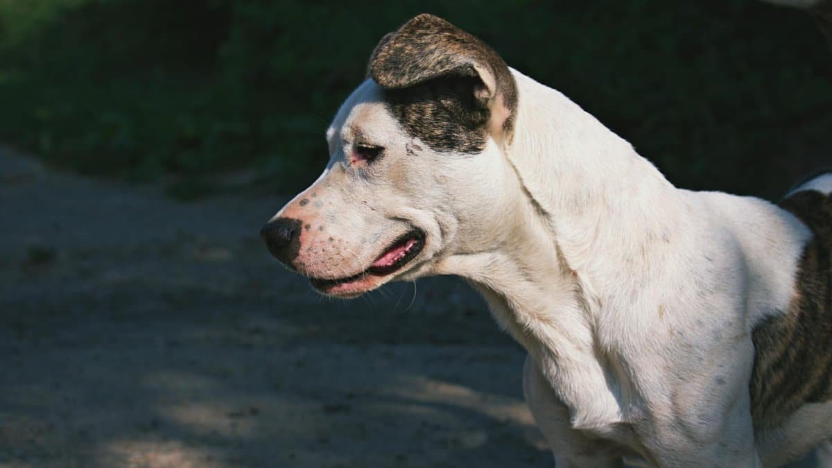 A close-up of a spotted dog outdoors in daylight, displaying curiosity and alertness.
