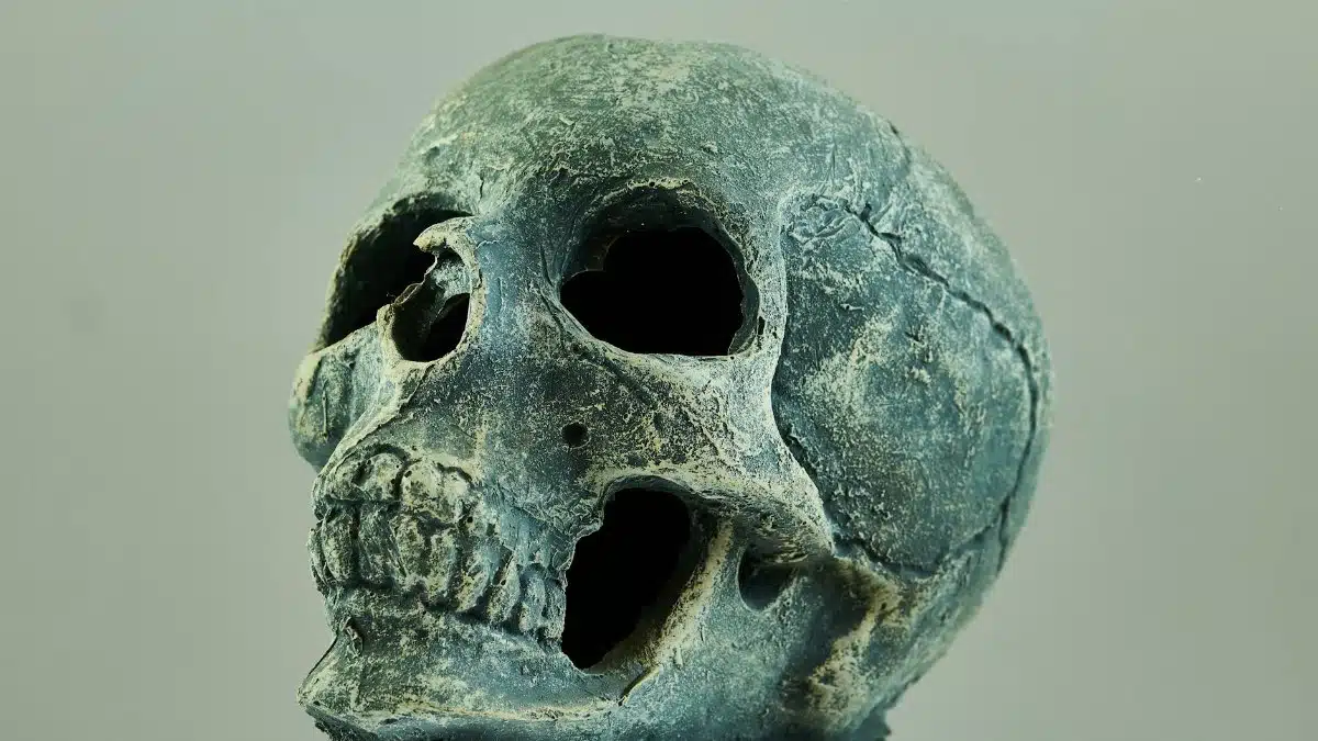 Detailed view of an ancient skull with rugged texture, highlighting eerie features.
