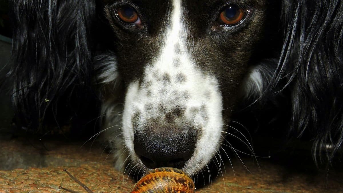 A close-up of a curious dog and a garden snail, focusing on their interaction.