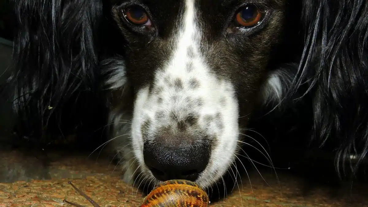 A close-up of a curious dog and a garden snail, focusing on their interaction.
