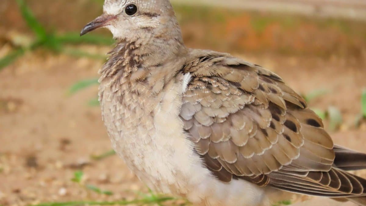 A detailed close-up of a dove on the ground in Santa Maria, Brazil. Perfect for wildlife and nature themes.