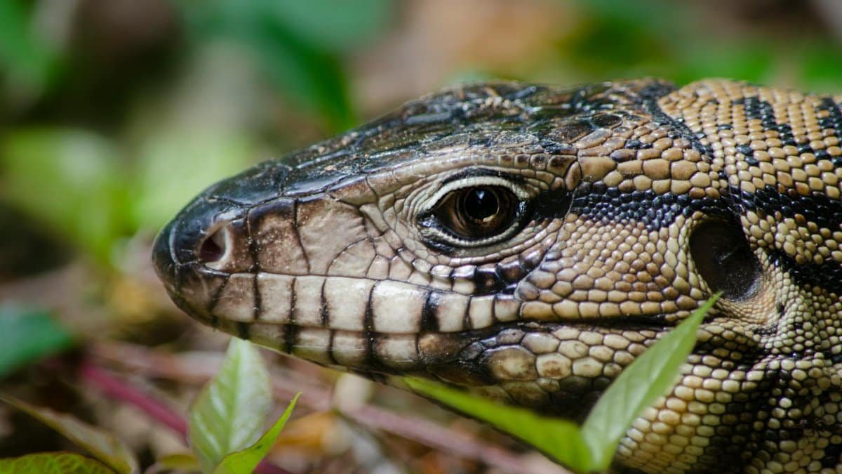 Detailed close-up of a lizard's eye and scales amidst greenery.