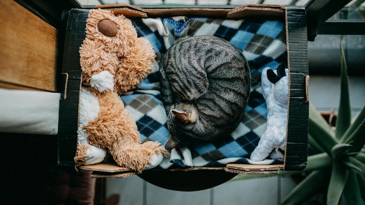 Overhead view of a tabby cat curled up asleep in a box with plush toys. Perfect tranquil scene.