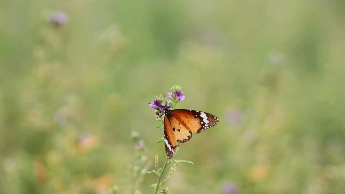 A stunning monarch butterfly rests delicately on purple lavender flowers, showcasing nature's beauty.