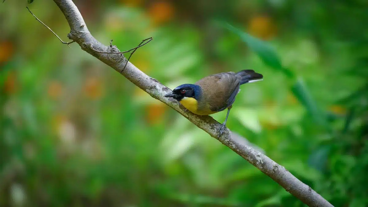 A vibrant bird with a yellow chest perched on a branch in a lush forest setting.