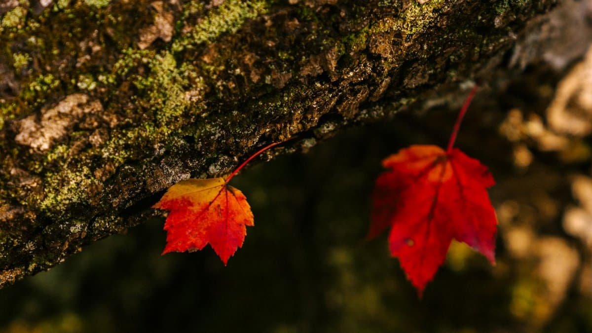 Closeup of small yellow and red dry maple leaves on bark of tree in forest
