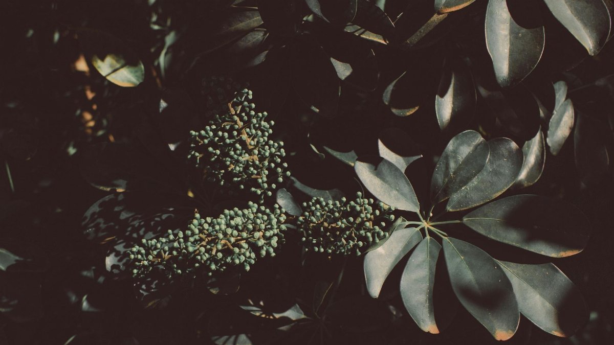 Detailed close-up of lush green leaves and berries with a moody, natural feel.