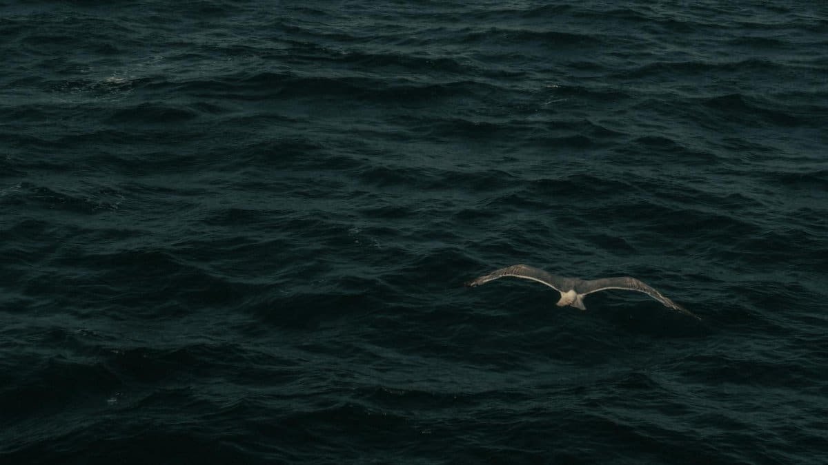 A seagull flies low over dark ocean waters, creating a serene and solitary scene.