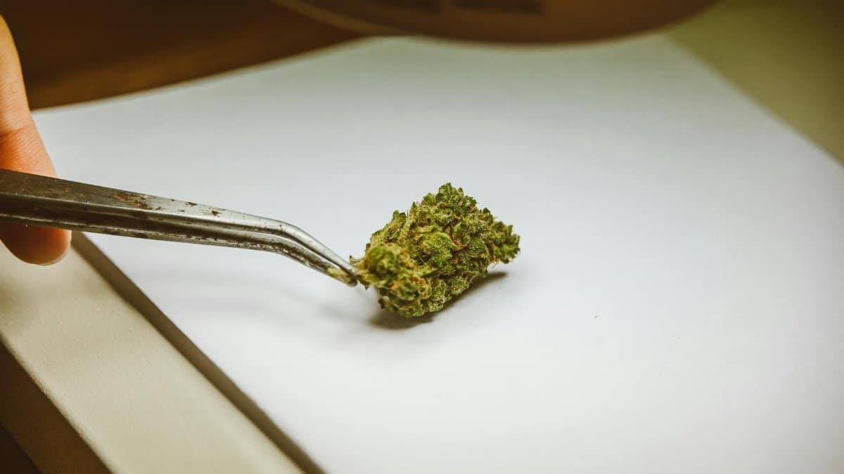 Close-up of a marijuana nugget delicately held by tweezers on a white background.