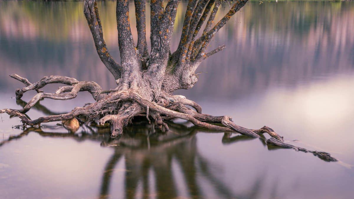 A lone tree stands in a calm lake, its roots and reflection creating a serene landscape.