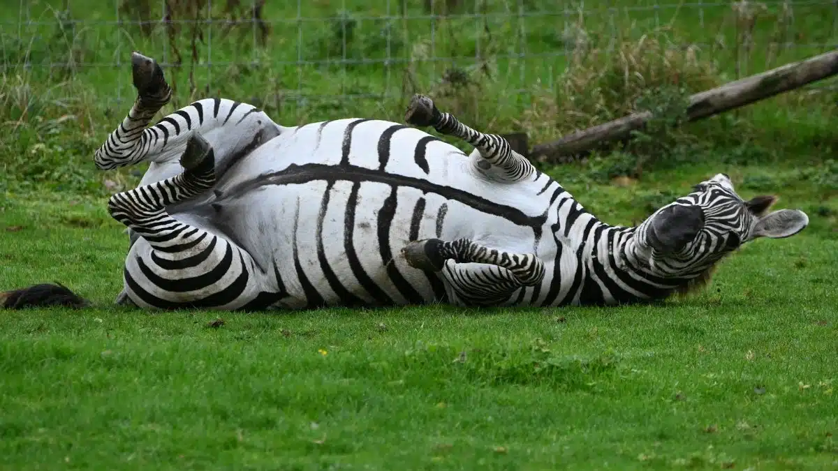 A zebra with stripes rolls playfully on the grass, showing its underside in a grassy field.