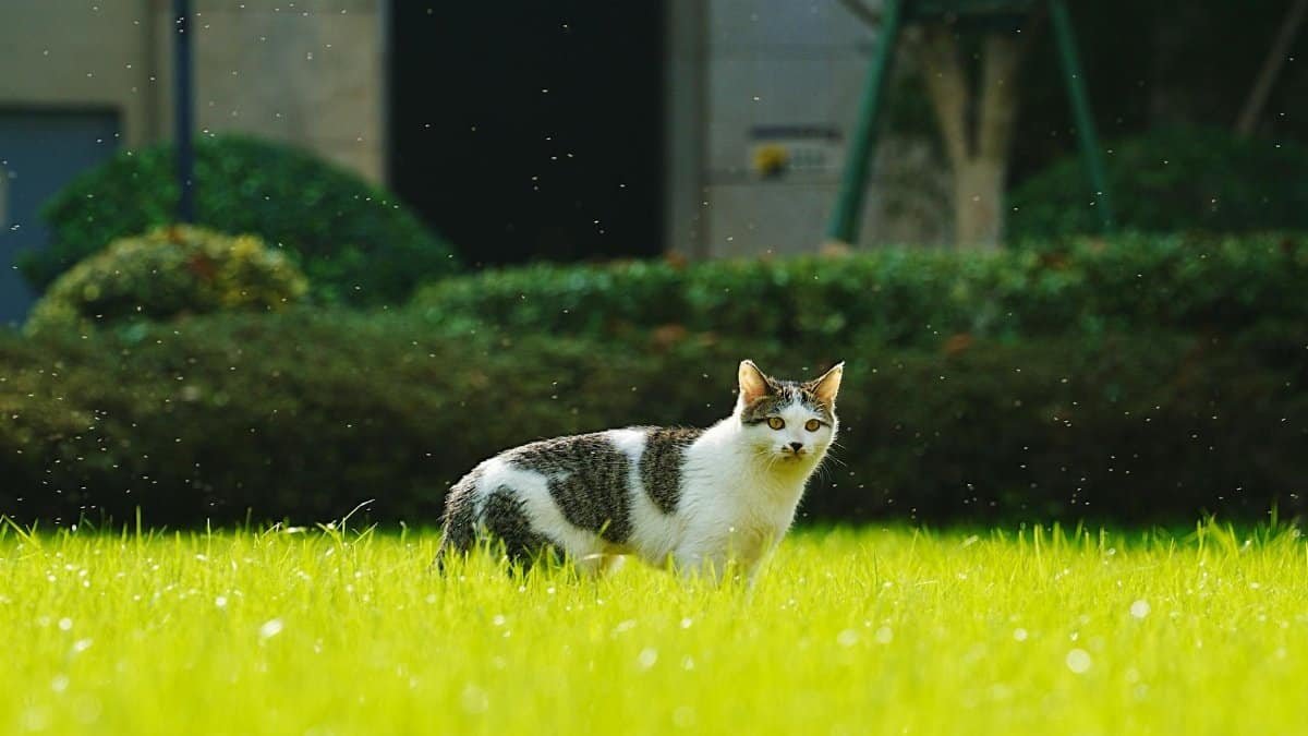 A cat standing in a vibrant green garden with scattered sunlit particles.