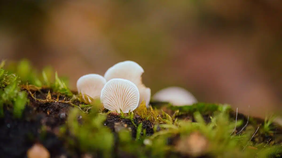 Free stock photo of details, forest, fungi