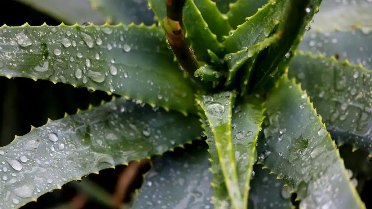 Free stock photo of aloe, aloe vera, flowers