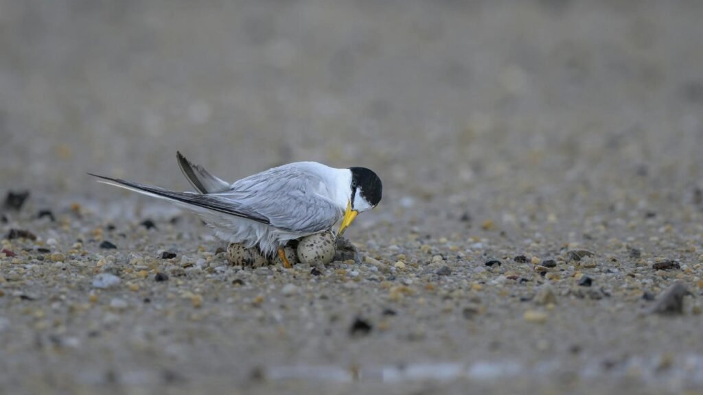 Close-up of a common tern nesting on a sandy beach, focusing on its protection of eggs.