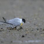 Close-up of a common tern nesting on a sandy beach, focusing on its protection of eggs.