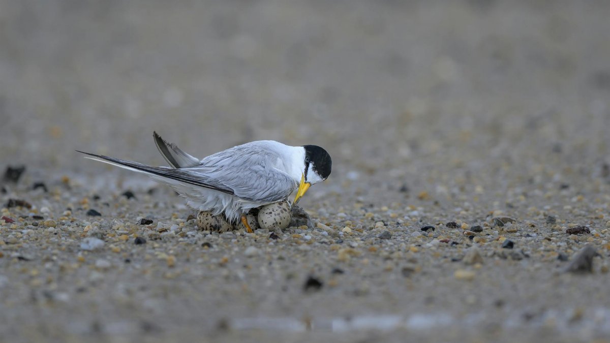 Close-up of a common tern nesting on a sandy beach, focusing on its protection of eggs.