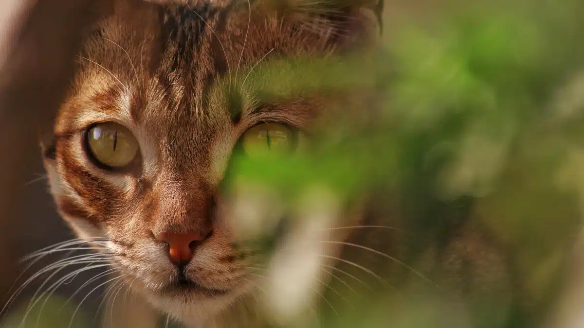 A close-up shot of a tabby cat peering through green foliage with curious eyes.