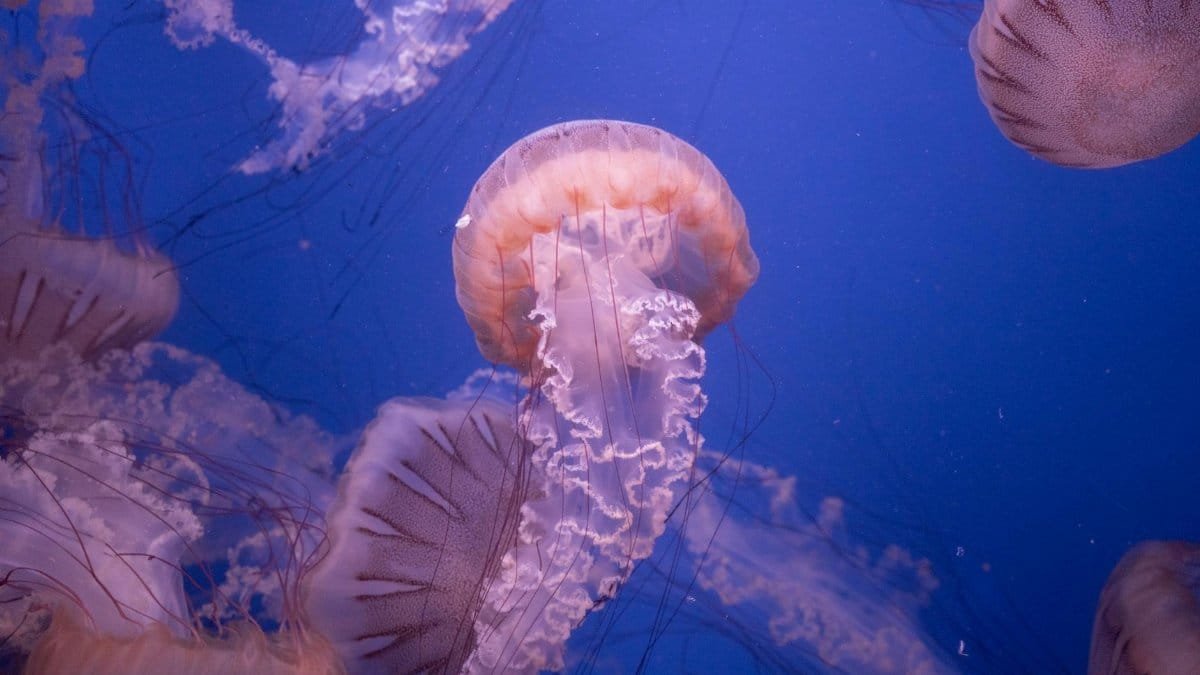 Captivating image of jellyfish gracefully floating in the deep blue ocean. Perfect for marine life themes.