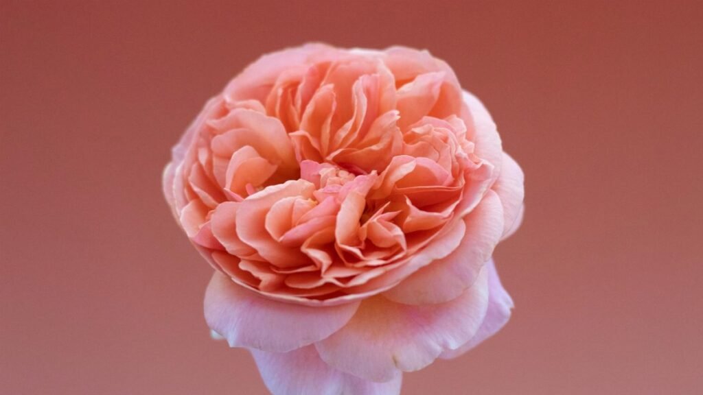 Rose Ronsard 3