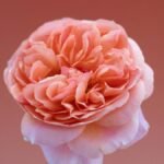 Rose Ronsard 3
