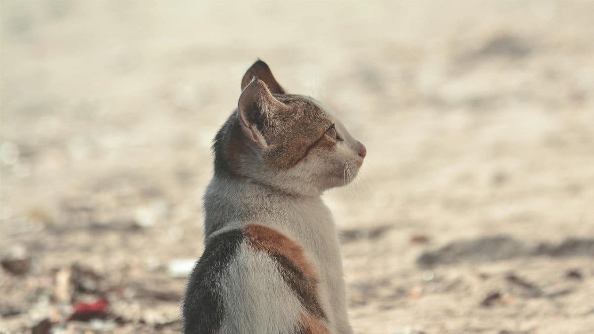 Adorable tabby kitten sitting on sandy ground in daylight outdoors, exuding curiosity.