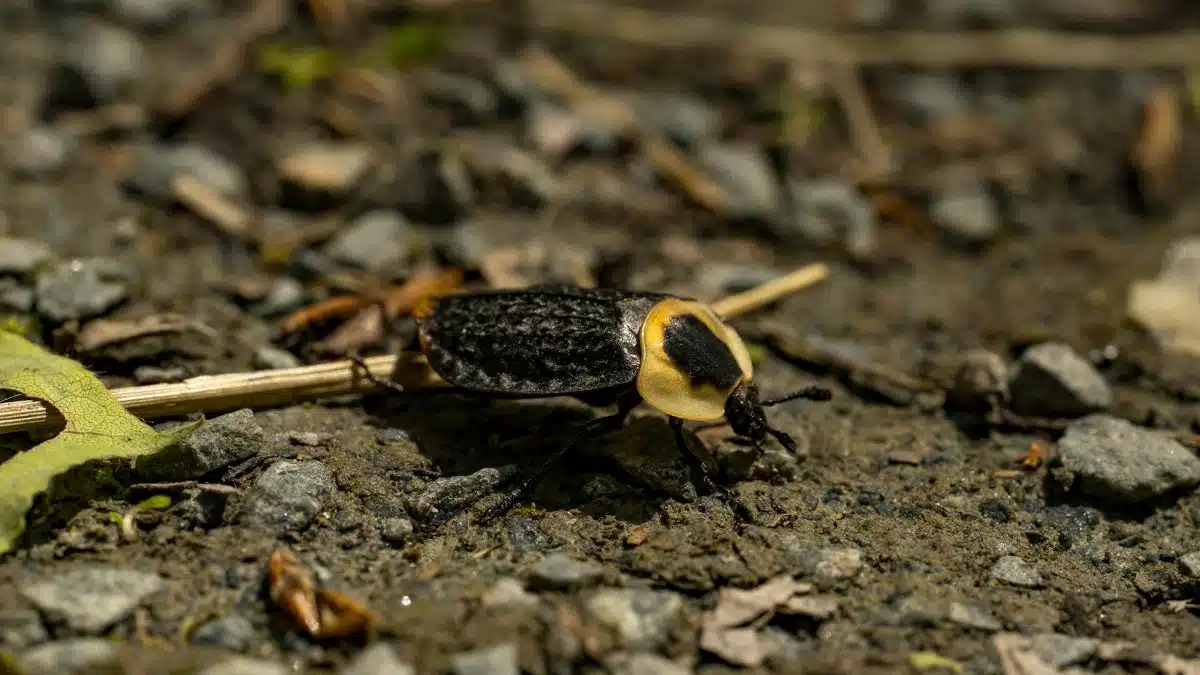 Close-up view of a darkling beetle on a gravel trail, showcasing its textured body and natural surroundings.