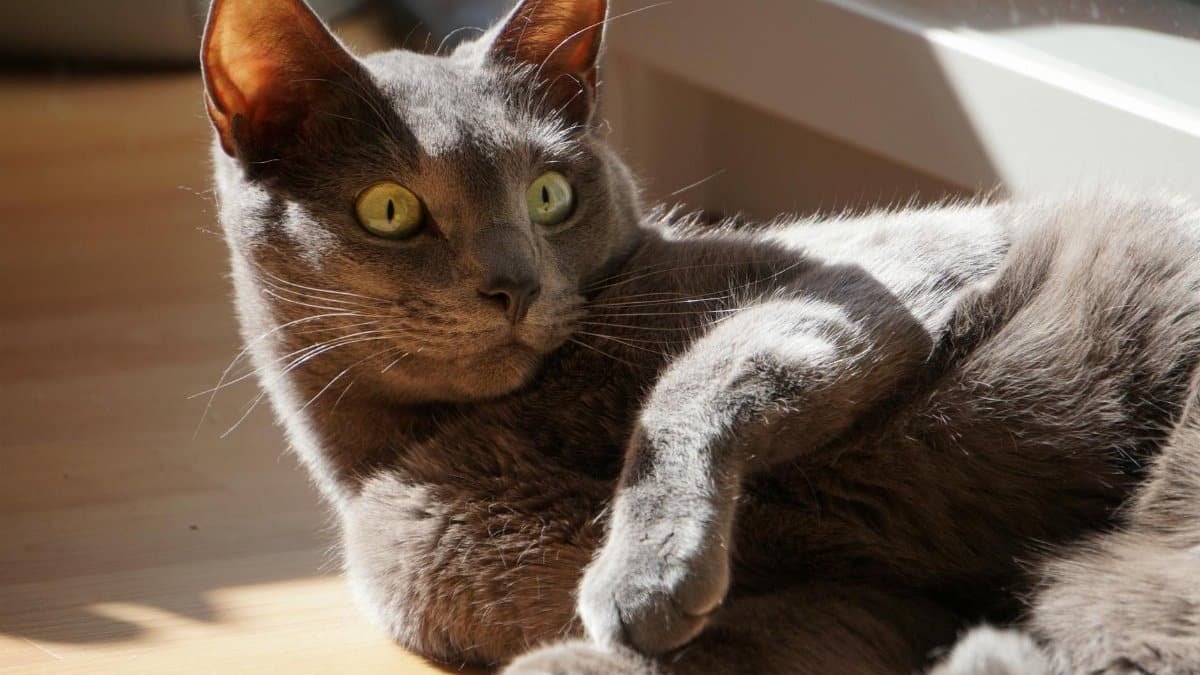 A graceful grey cat lies comfortably on the floor bathed in sunlight, displaying calmness and elegance.