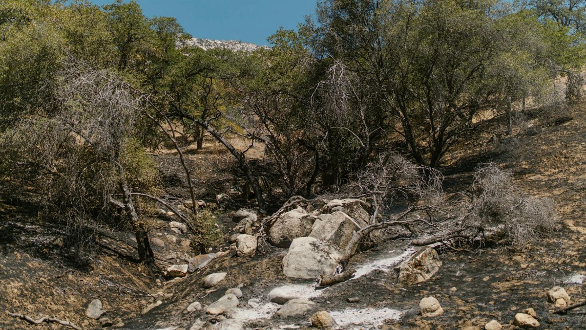 A striking image of a burnt landscape in recovery, featuring charred trees and rocks under a clear blue sky.