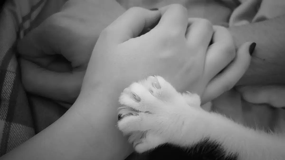 Monochrome photo of a cat's paw touching human hands gently. Intimate and emotional concept.