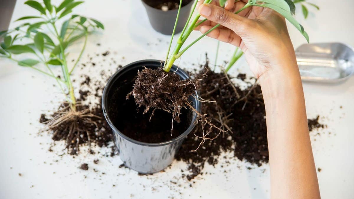 Close-up of a person's hand repotting a plant with visible roots indoors.
