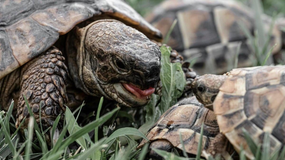 Detailed close-up of tortoises feeding on grass in Greece.