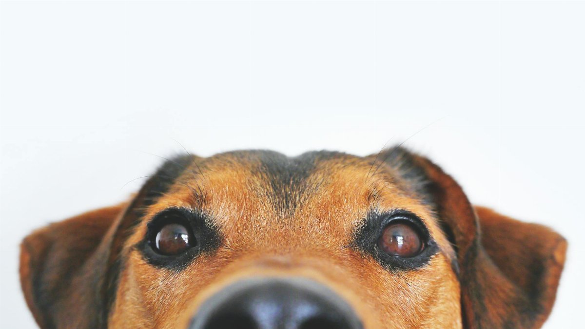 Adorable close-up of a brown dog's face with a curious expression and focus on its eyes and nose.