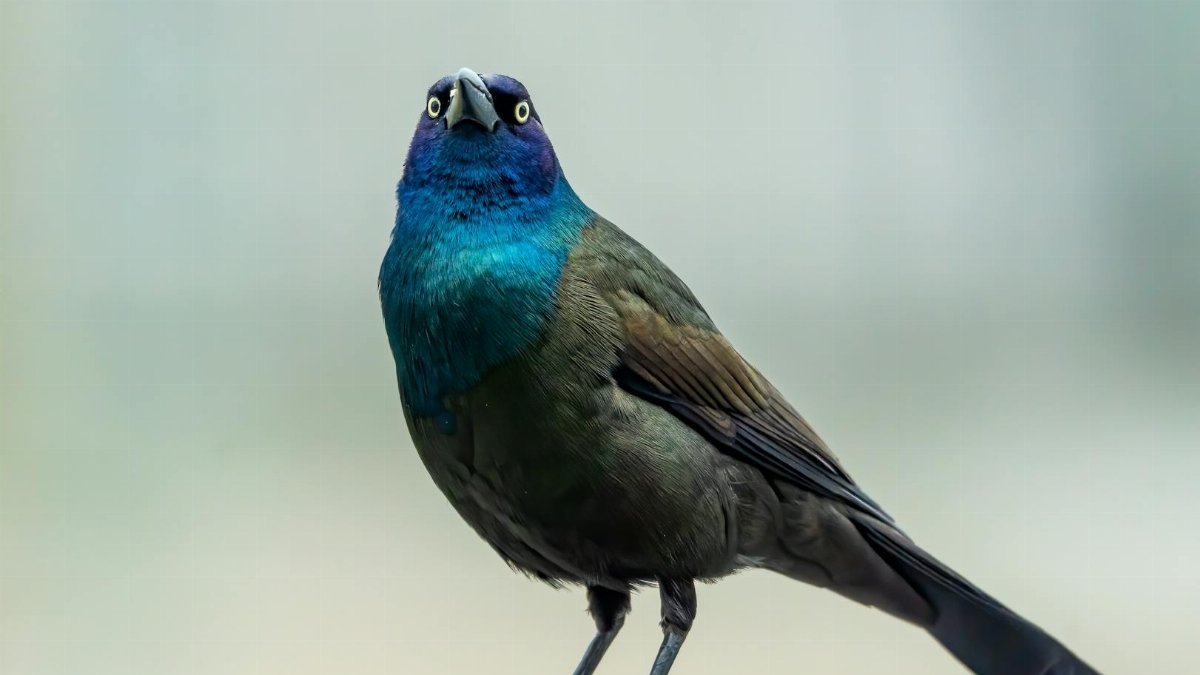 Detailed portrait of a common grackle showcasing its vivid blue and black plumage.