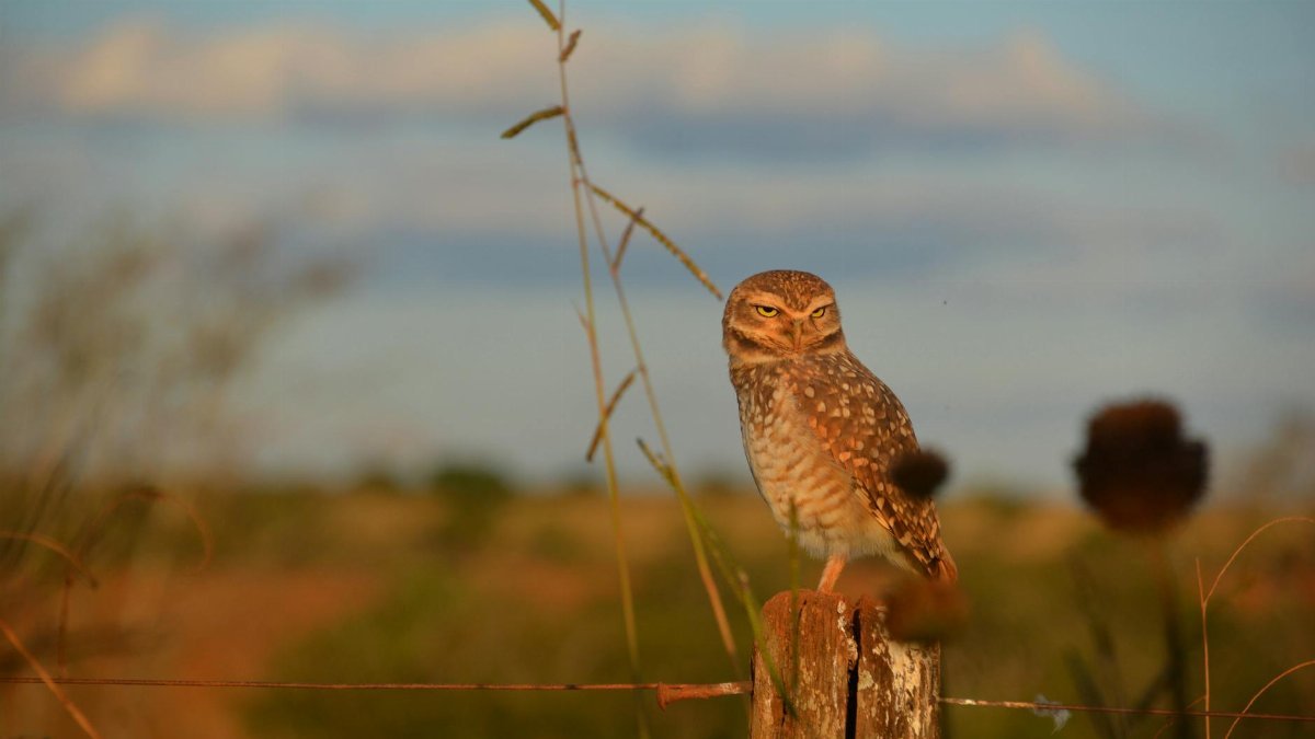 A burrowing owl rests on a wooden post in a rural landscape under a blue sky.
