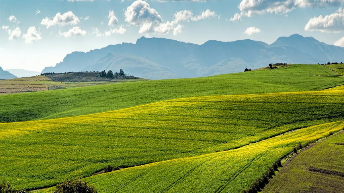 Lush green fields under a blue sky with distant mountains.