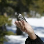 A chickadee sits on a hand in a snowy forest, showcasing nature's trust.