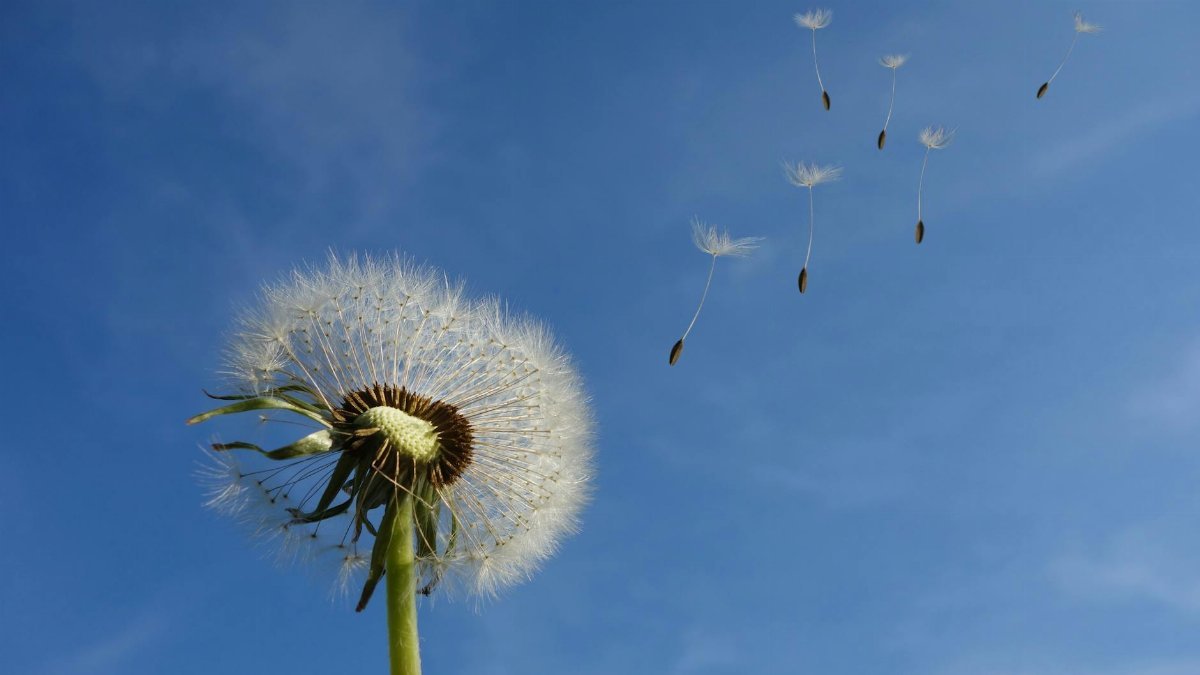 A close-up of a dandelion with seeds dispersing into the blue sky, symbolizing change.