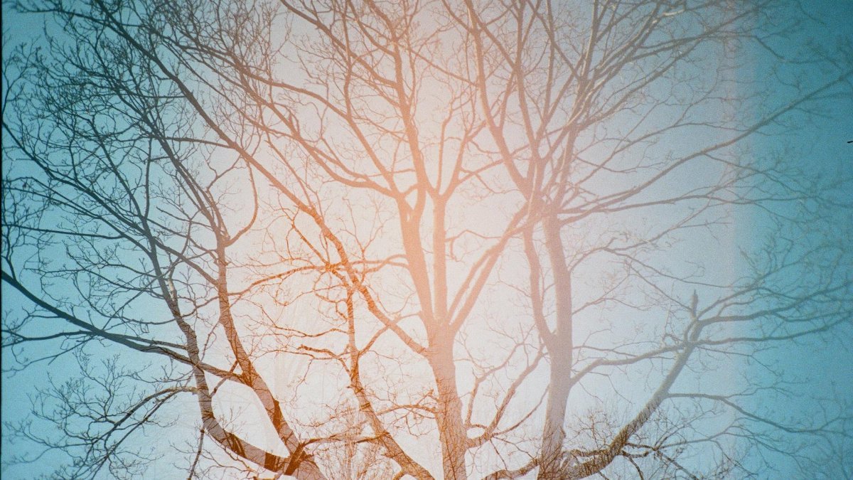 Artistic double exposure capturing bare tree branches against a vibrant sky, creating a serene natural scene.