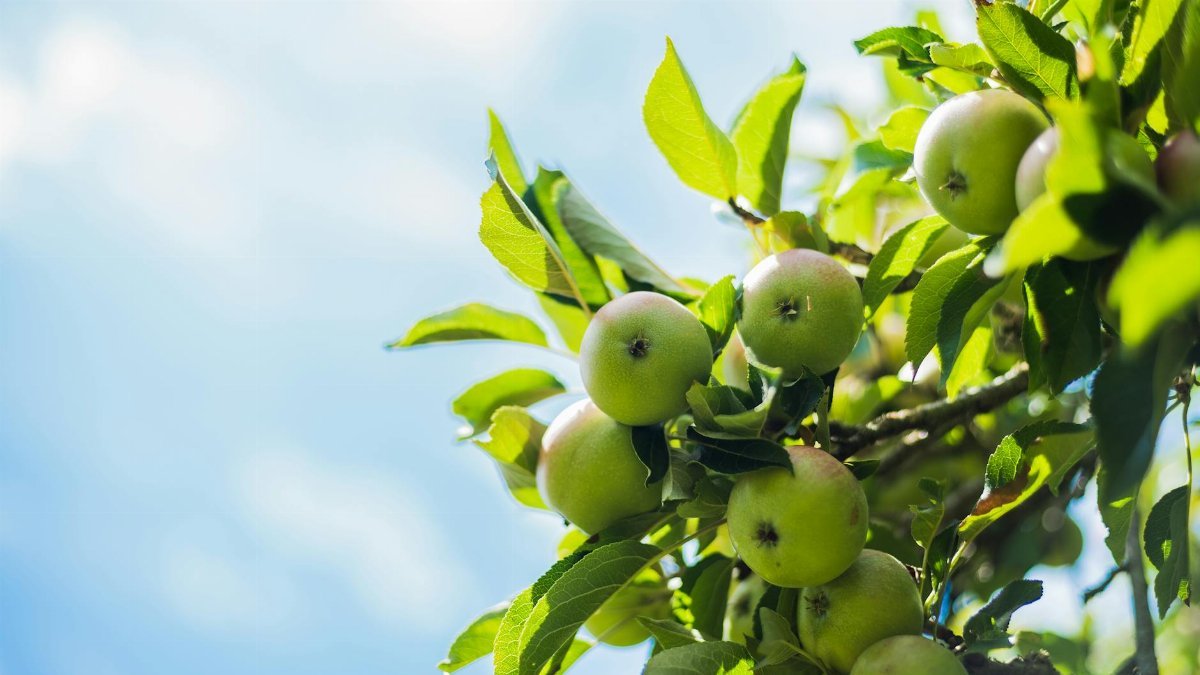 Low angle view of green apples on a tree against a serene summer sky.