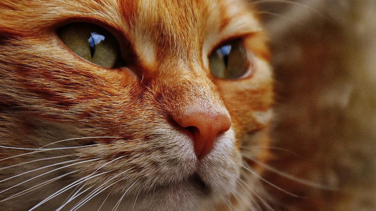 Detailed close-up of an adorable ginger tabby cat with green eyes, capturing its intricate fur patterns.