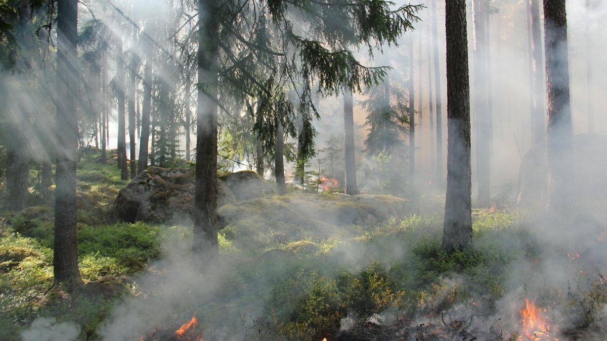 A smoky forest fire captured in the wilderness with burning trees and dense smoke.