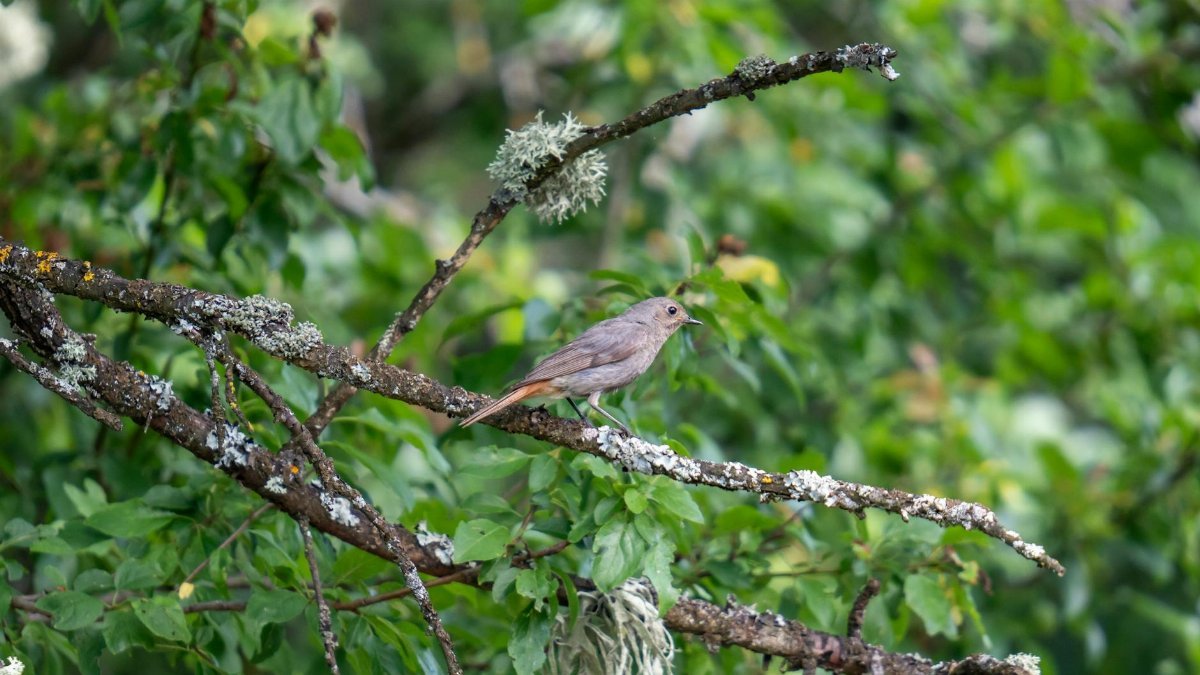 The common redstart (Phoenicurus phoenicurus), or often simply redstart, is a small passerine bird in the genus Phoenicurus. Like its relatives, it was formerly classed as a member of the ...