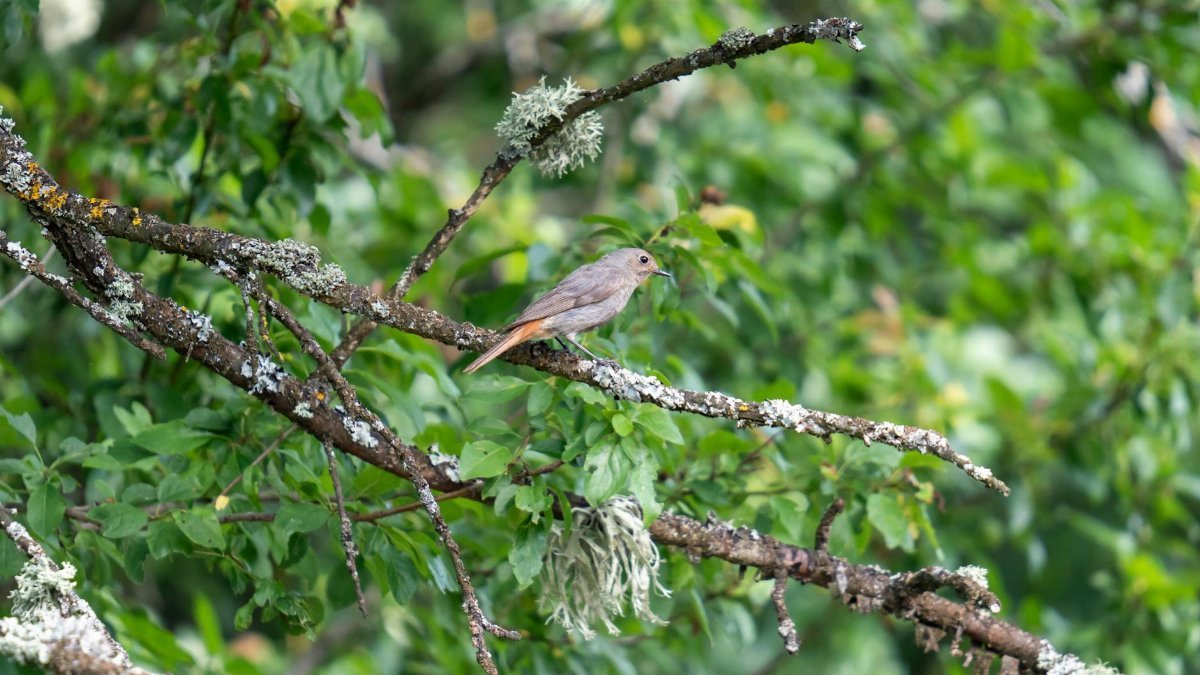 The common redstart (Phoenicurus phoenicurus), or often simply redstart, is a small passerine bird in the genus Phoenicurus. Like its relatives, it was formerly classed as a member of the ...