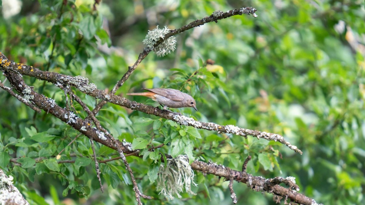 The common redstart (Phoenicurus phoenicurus), or often simply redstart, is a small passerine bird in the genus Phoenicurus. Like its relatives, it was formerly classed as a member of the ...