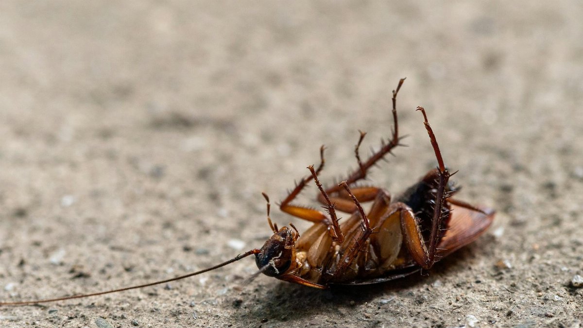 Close-up image of a dead cockroach on a textured surface, showcasing insect detail.