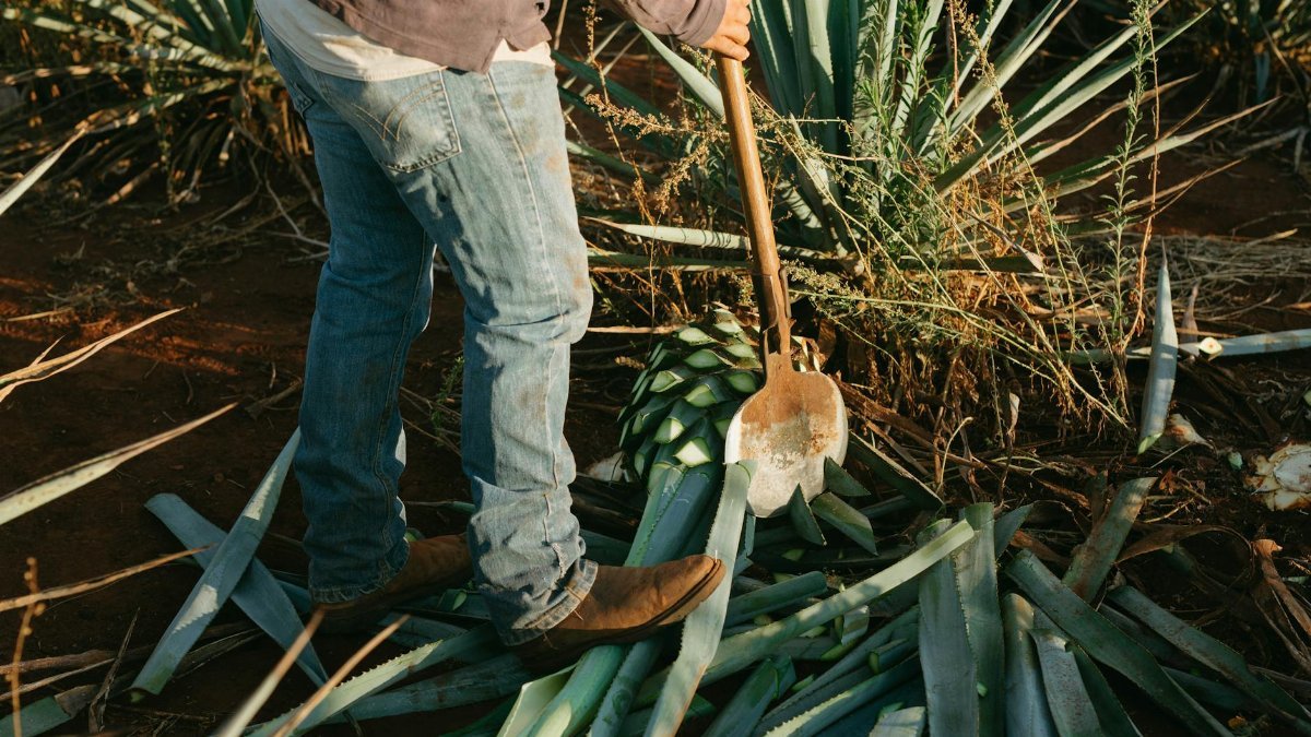 A worker in jeans and boots harvests agave plants in a Mexican field at sunset.