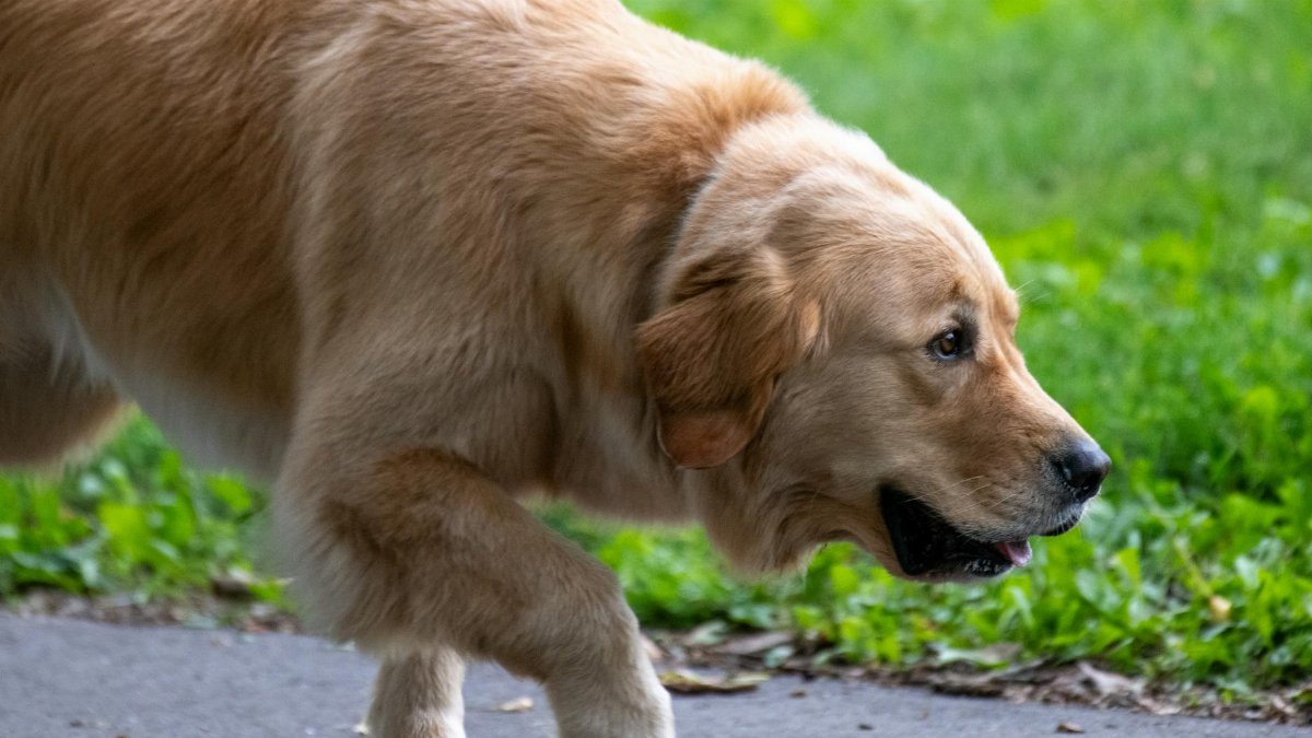 Free stock photo of dog, golden retriever