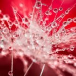 High-quality macro shot of water droplets on dandelion with vivid red background.